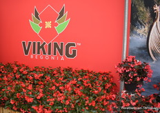 Viking Begonia is er in 2 soorten, de Pink on Chocolate en Red on Chocolate.Deze planten zijn echt voor in de tuin. Het zijn compacte maar grote planten en wat hem uniek maakt, zo verteld Gill Corless van Sakata, is de chocolade kleur blad met de felle bloem.